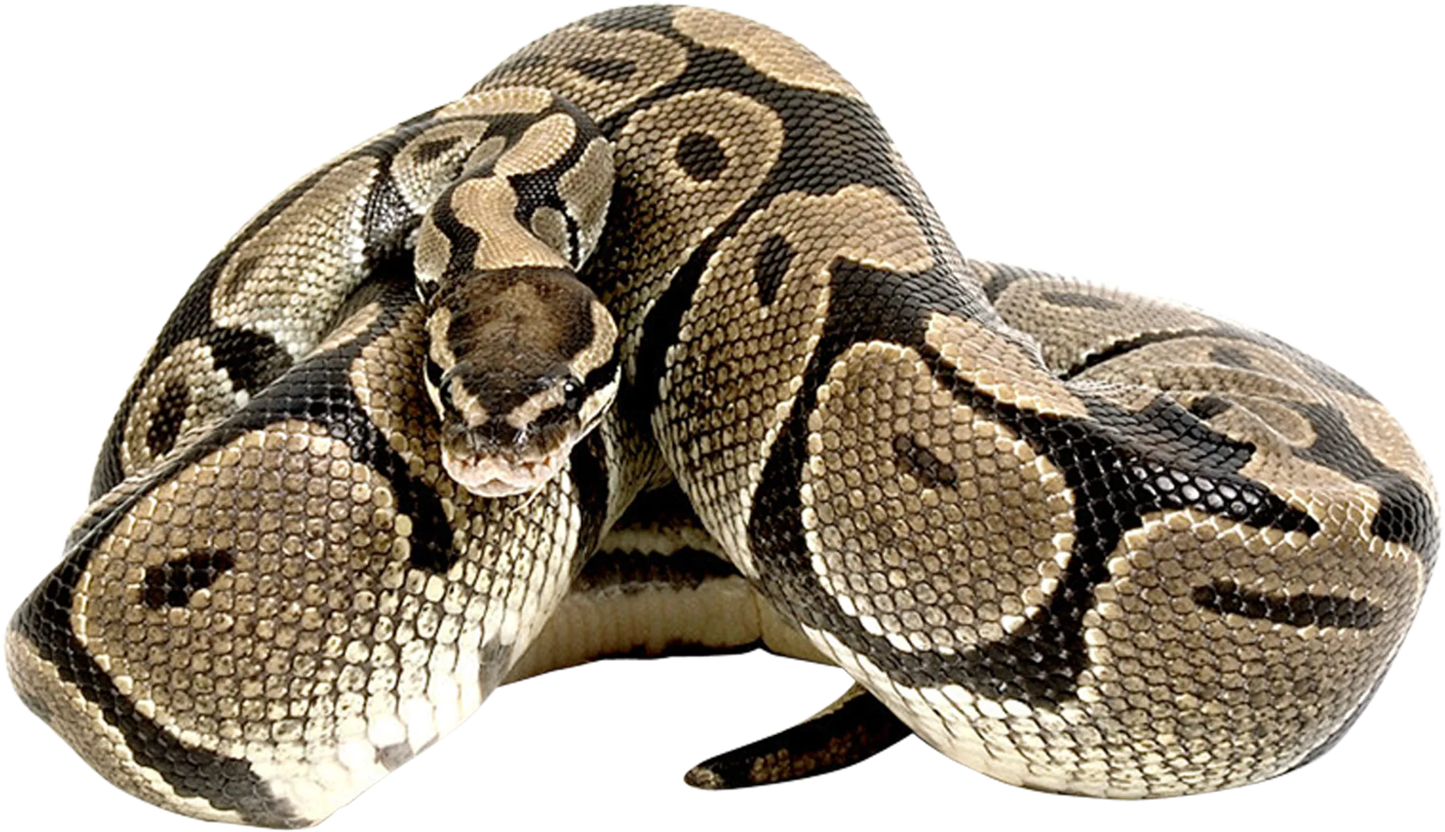 anaconda chasing its tail, circular movement, unique design png